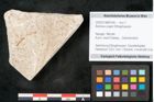 Foto (Objekt + Etikett) von Banksia ungeri Ettingshausen (NHMW-GEO-2024-0188-8145)